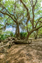 Naklejka premium creative