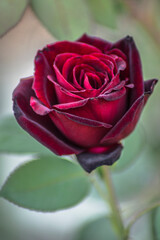 Fototapeta premium flores y plantas, en la naturaleza