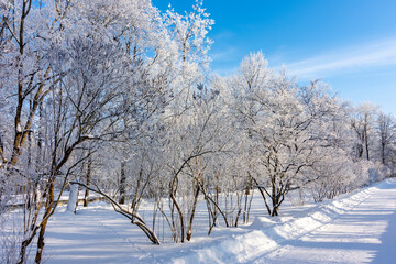 Fototapeta na wymiar Catherine park in winter, Tsarskoe Selo (Pushkin), St. Petersburg, Russia