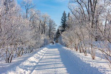 Catherine park in winter, Tsarskoe Selo (Pushkin), St. Petersburg, Russia