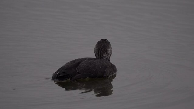 The yellow-billed loon or white-billed diver (Gavia adamsii) probably an oil victim