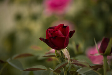 flores y plantas, en la naturaleza, españa, 