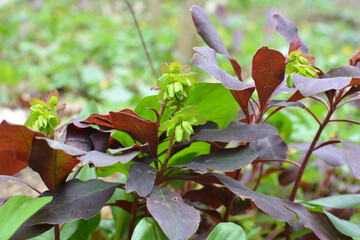 In spring, milkweed (Euphorbia amygdaloides) grows in the wild