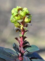 In spring, milkweed (Euphorbia amygdaloides) grows in the wild