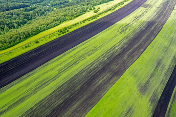 A field consisting of four parts sown at different times.