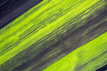 A field consisting of four parts sown at different times.