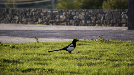 A bird on the green grass