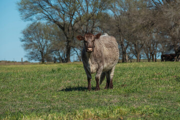 Cows fed with natural grass in pampas countryside, Patagonia, Argentina.