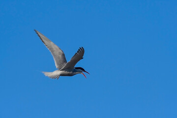 Obraz premium Sandwich Tern in flight, Patagonia Argentina.