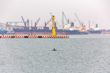 Delfin dentro del puerto