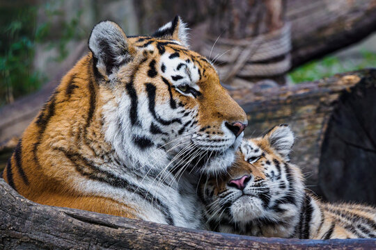 Siberian tiger with cub, Panthera tigris altaica
