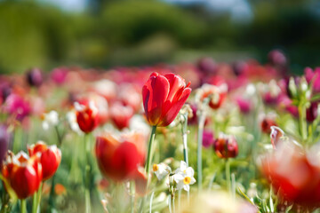 Naklejka premium Tulpen im Botanischen Garten