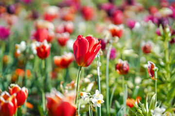 Tulpen im Botanischen Garten