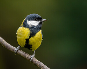 Parus major