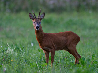 Red deer © Dominik