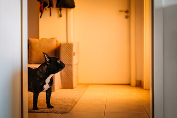 French bulldog dog in room at home