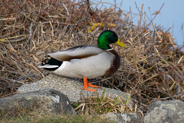 duck on a rock