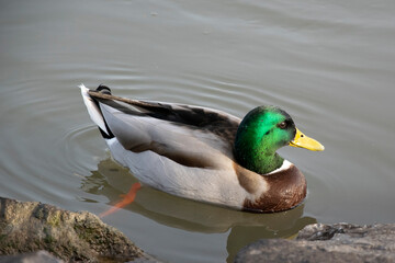 duck on the water