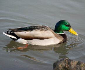 duck on the water