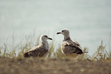 Fototapeta premium Two young european herring gulls at the dry seashore
