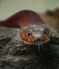 Fototapeta premium close up of a snake with eyes open