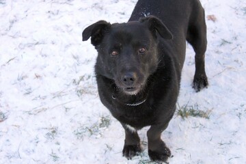Black dog against a background of snow. Portrait of a short-haired mongrel with brown eyes and flapping ears. The dog is looking into the lens.