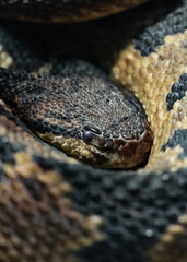 close up of a snake with eyes open