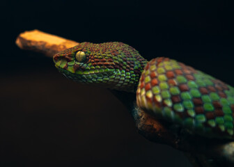 close up of a snake with eyes open