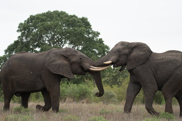Two african elephants in Kruger