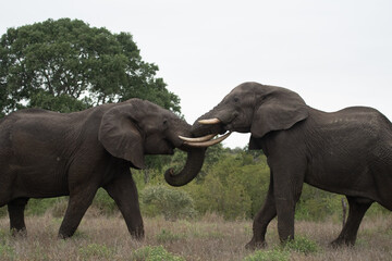Naklejka na ściany i meble Two african elephants in Kruger