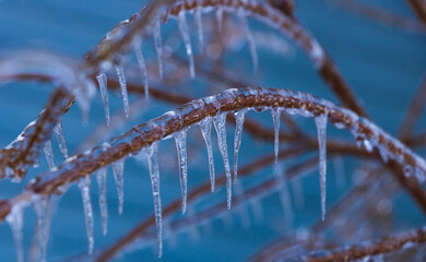 icicles on the tree on a winter storm day 