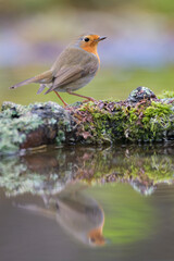 Rotkehlchen Erithacus rubecula
