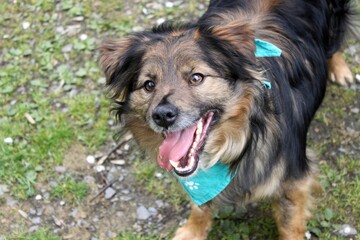 Portrait of a smiling long-haired mongrel dog wearing a green handkerchief around its neck. Photo taken outside, the dog is looking towards the lens, the shot is from above.