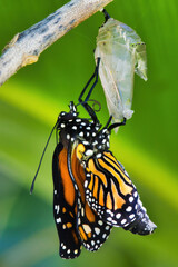Monarch butterfly just emerging from its clear chrysalis.