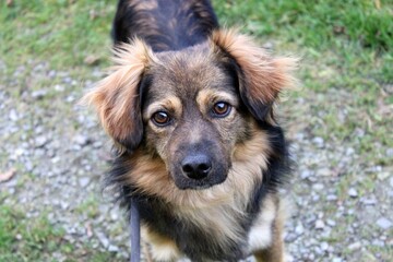 Portrait of an ordinary brown and black dog. Photo taken outside, the dog is looking at the camera, with brown eyes and a calm look. The head is in the middle of the photo.