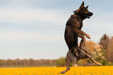 fliegender Hund © Rebecca