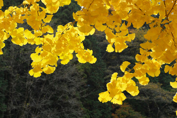イチョウの黄葉