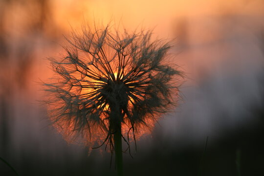 Nature image of a puffy dandelion seed head silhouetted by the setting sun.