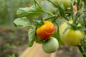 Red and green Tomatoes hang on a Branch in the greenhouse.