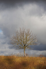 landscape with single tree and clouds