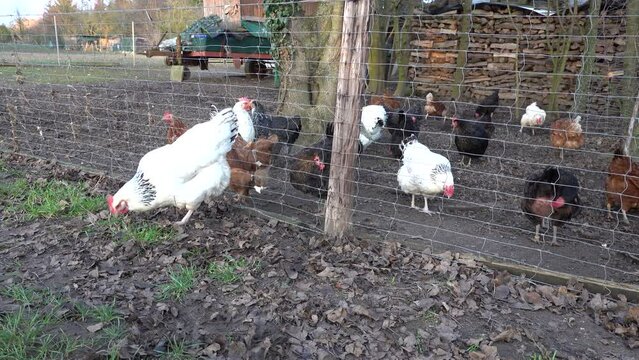 freilaufende Haush&uuml;hner (Gallus gallus domesticus)