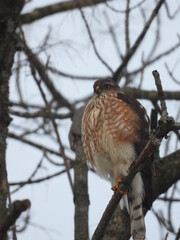 Full moon at night
Birds
Flover

