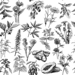 Medical herbs seamless pattern. Sketchy vector hand-drawn background.

