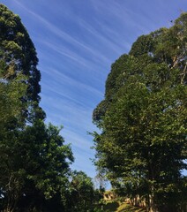 Obraz premium Tree and sky.