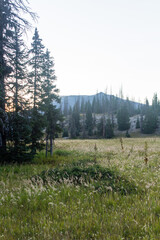 Colorado Weminuche Wilderness Scenery and Meadow