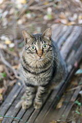 お座りした見つめるネコ