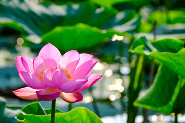 Obraz premium 清らかな心