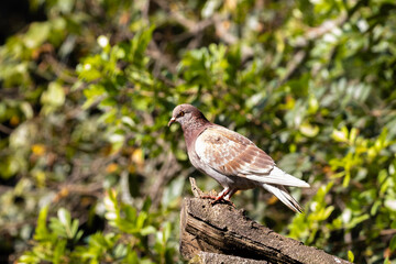 Columbidae in a park in Brazil