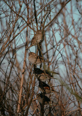 sparrow on a branch