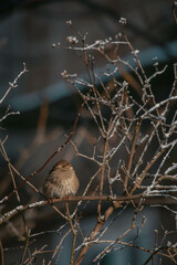 sparrow on a branch